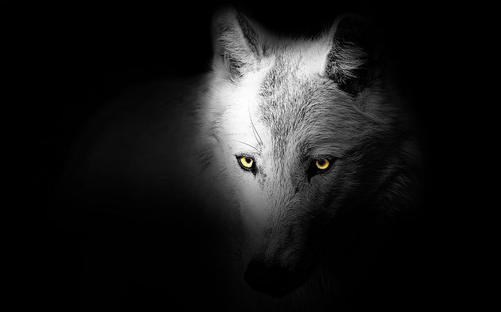 Wolf in Sheep's Clothing