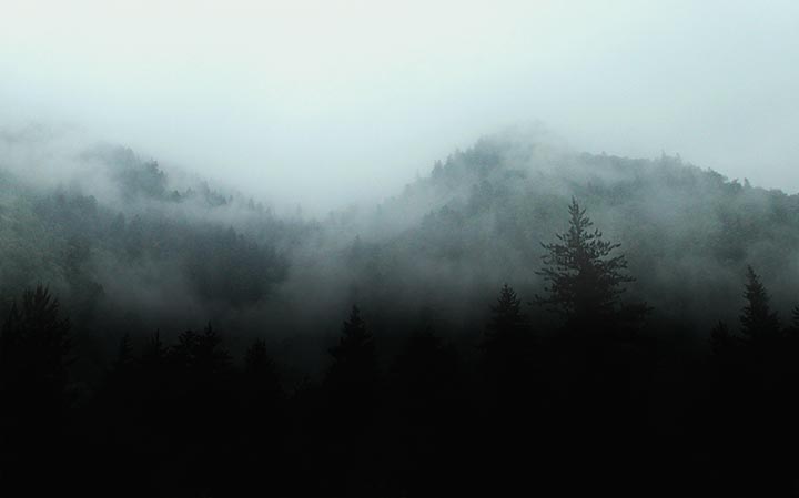 The Woods	
